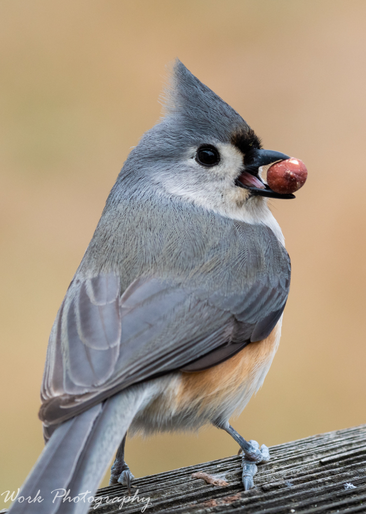 Tufted Titmouse
