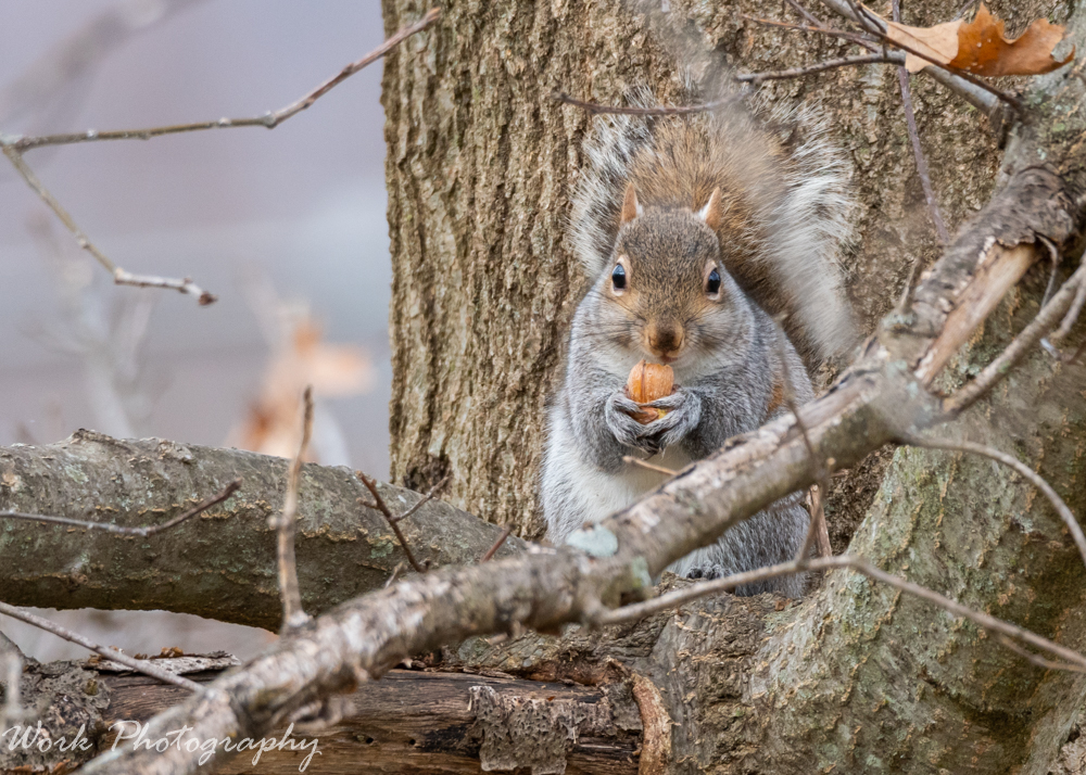 Grey Squirrel