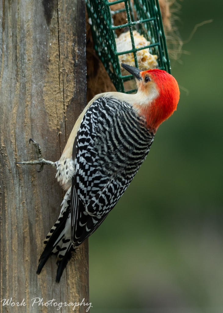 I love the tail feathers shown in this photo.