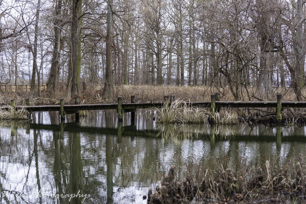Reelfoot Lake, TN