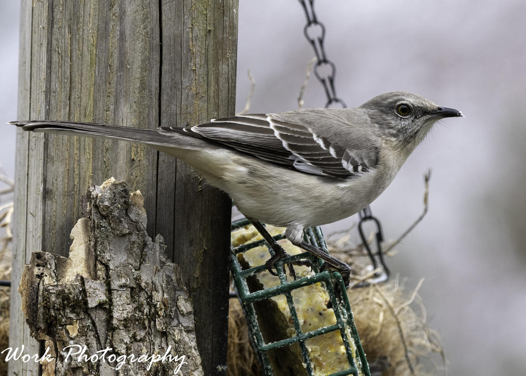 Mocking Bird