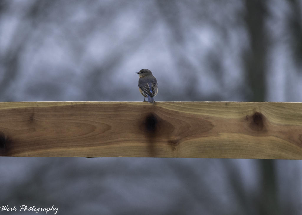 Bluebird