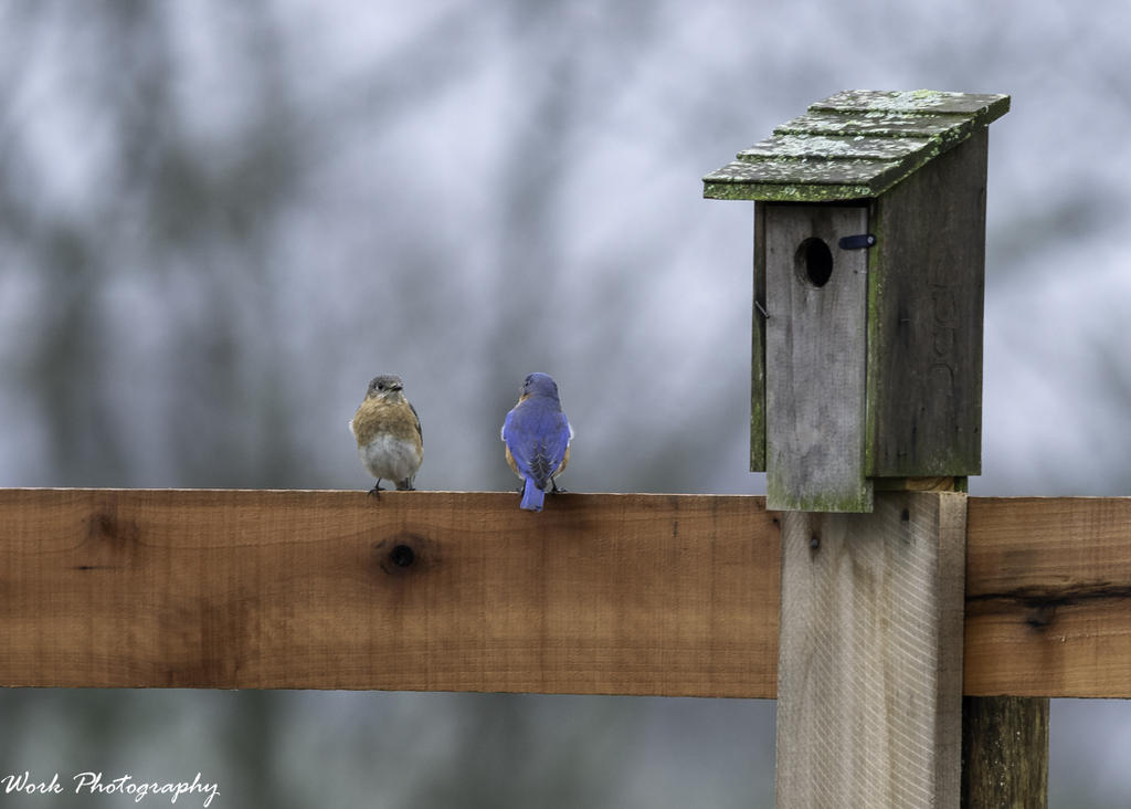 Bluebirds