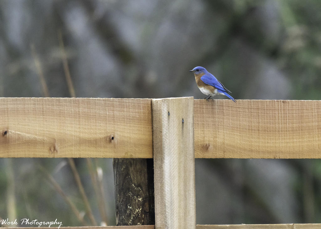 Bluebird