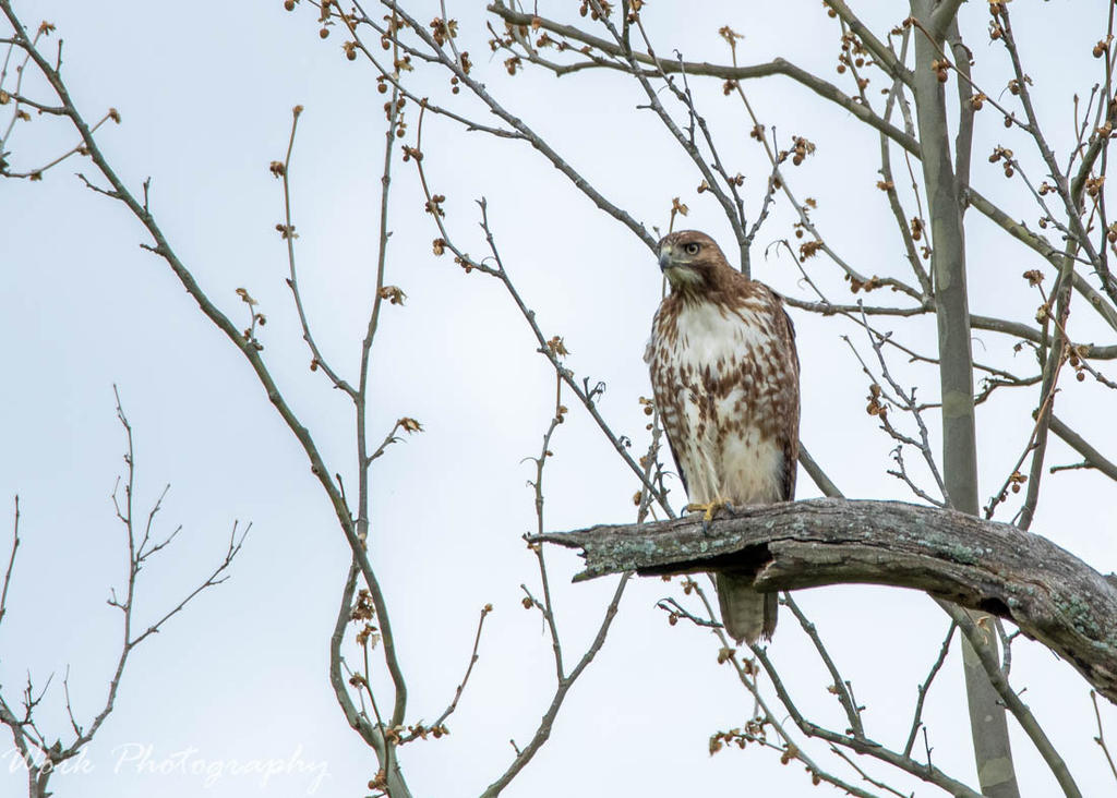 Juvenile Redtail Hawk