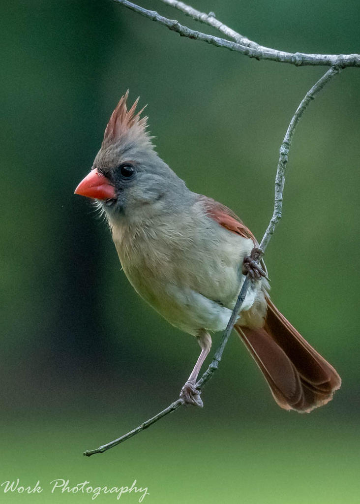 Female Cardinal