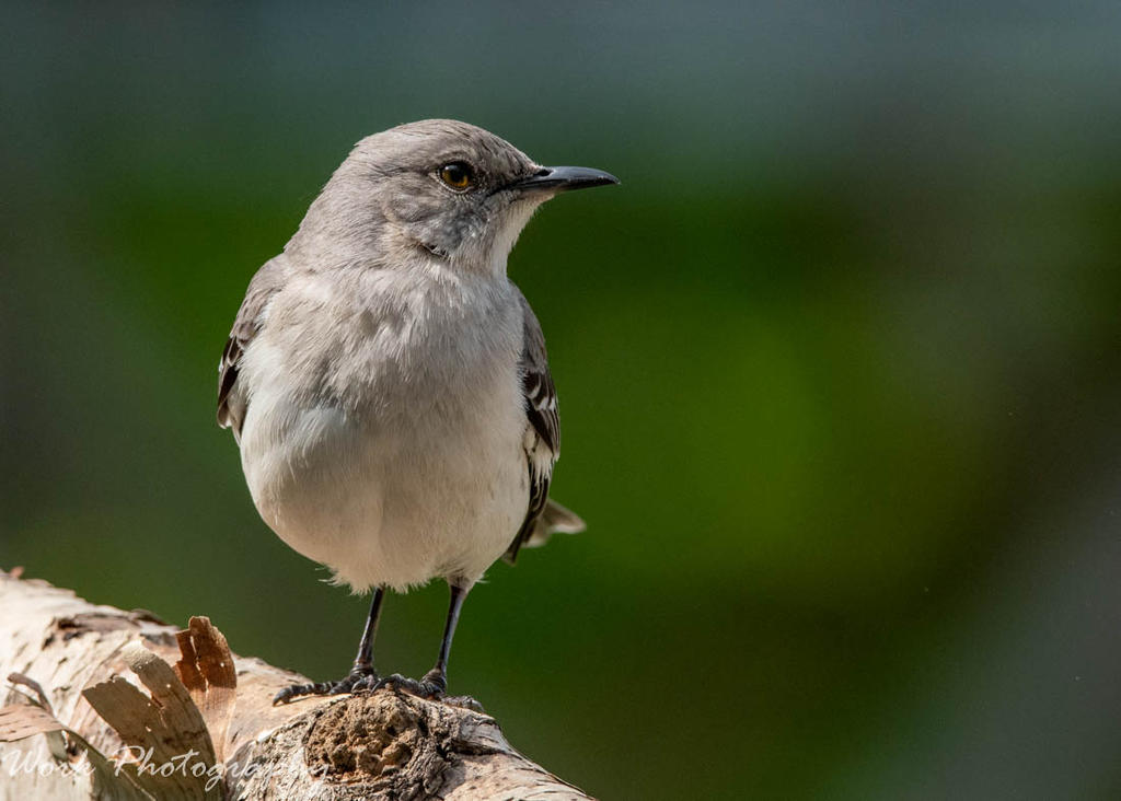 Mockingbird