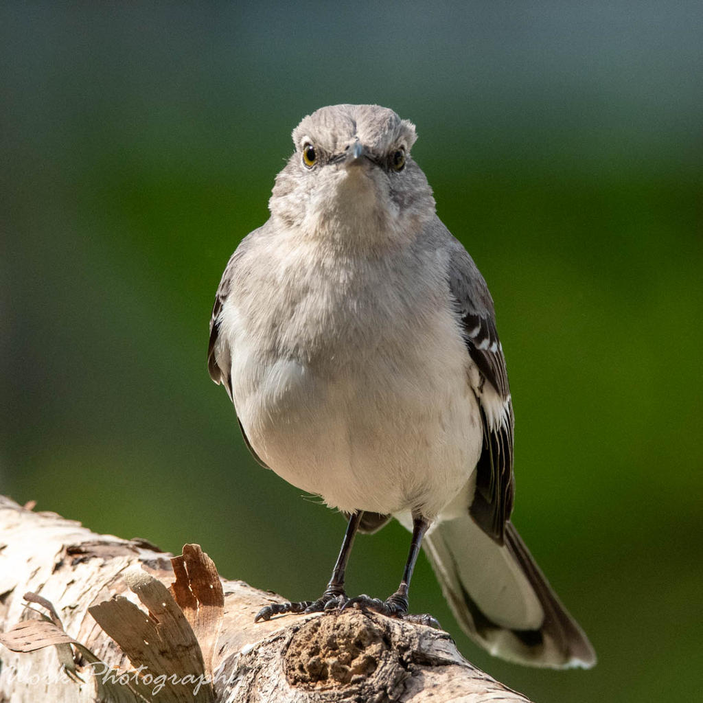 Mockingbird