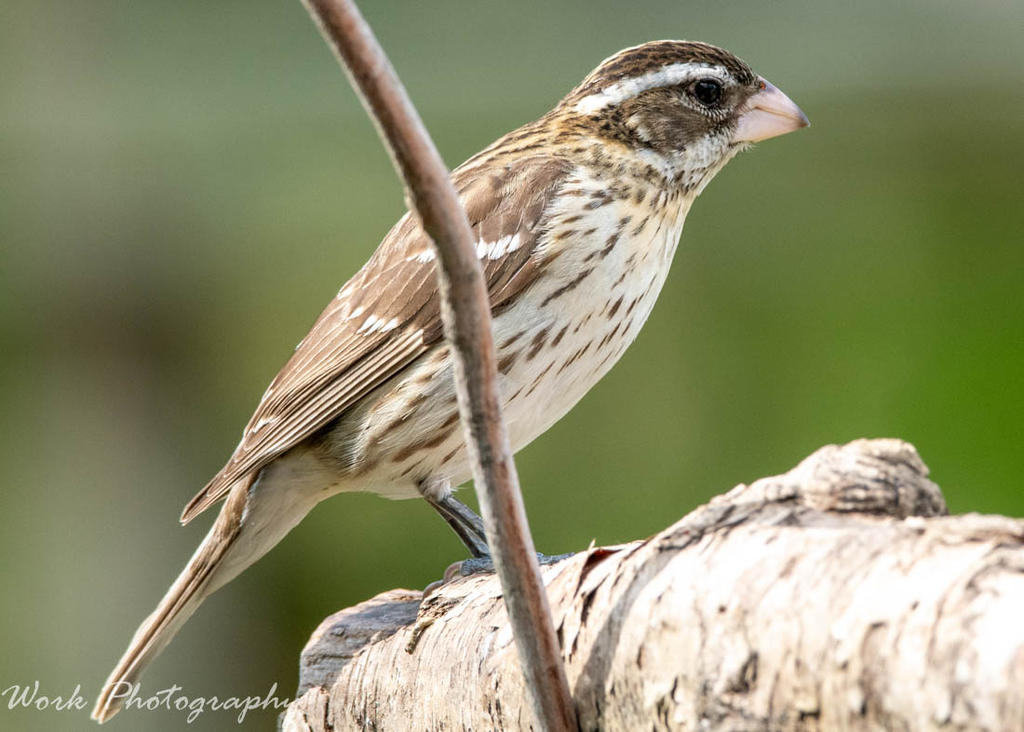 Female Rose Breasted Grosbeak