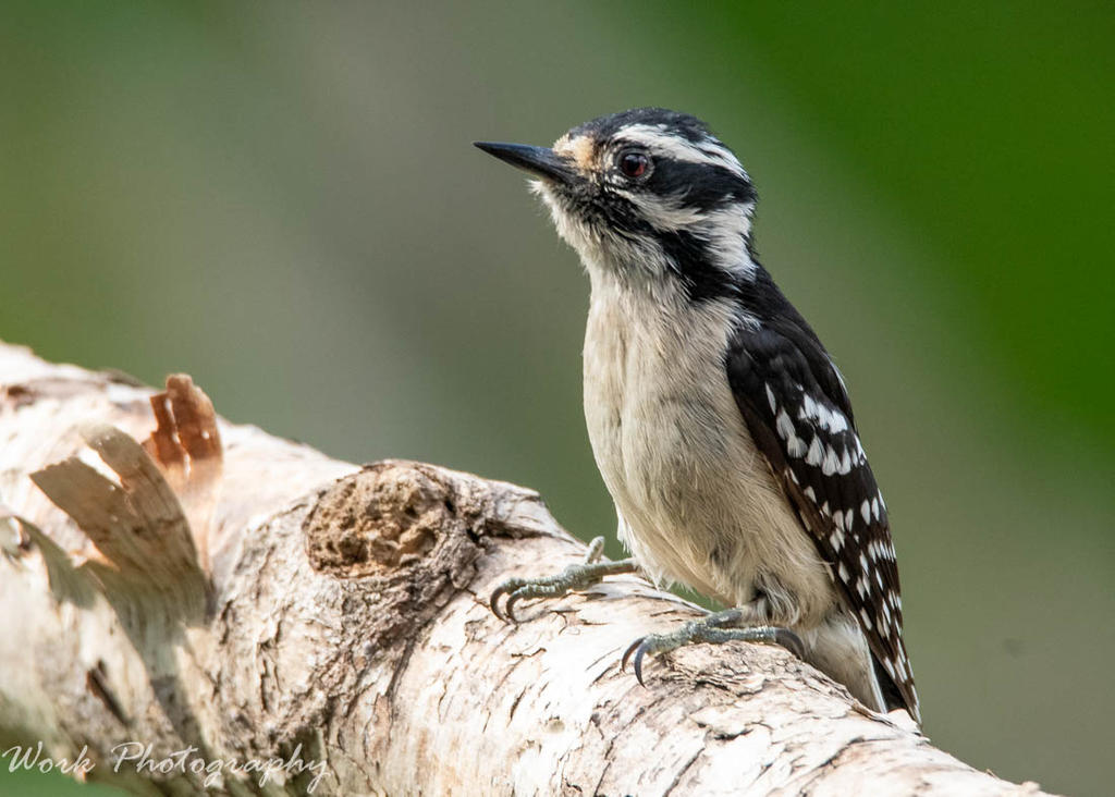 Female Downy Woodpecker