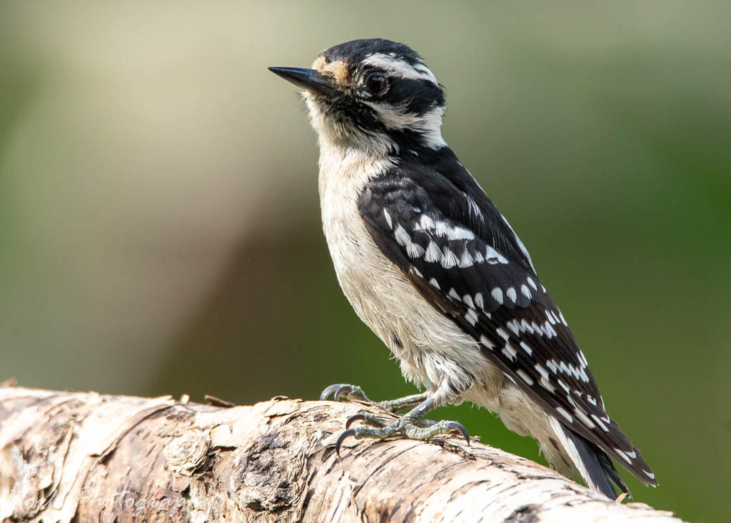 Female Downy Woodpecker