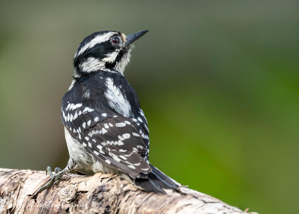 Female Downy Woodpecker