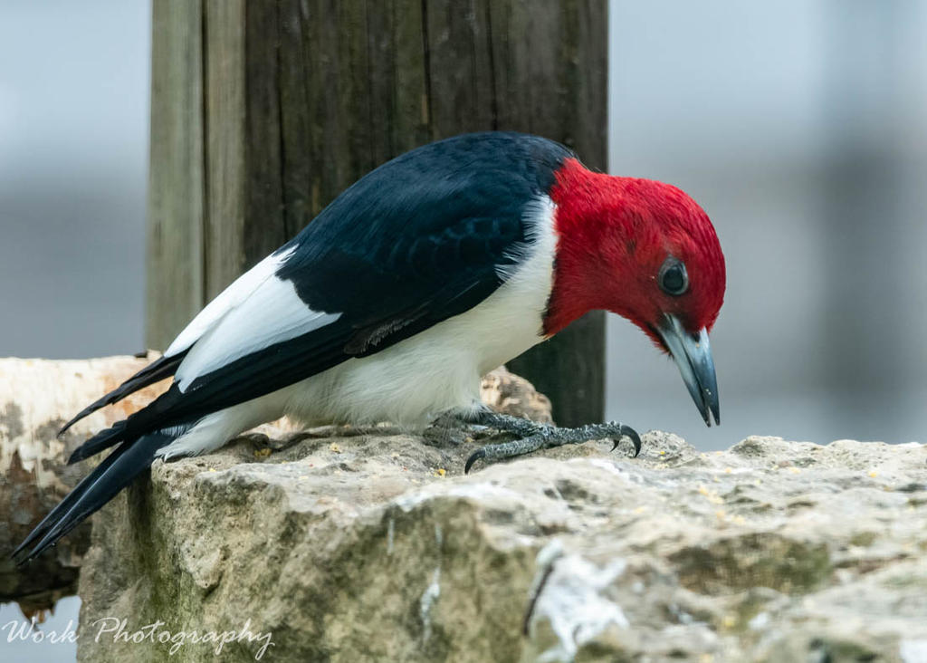 Redheaded Woodpecker