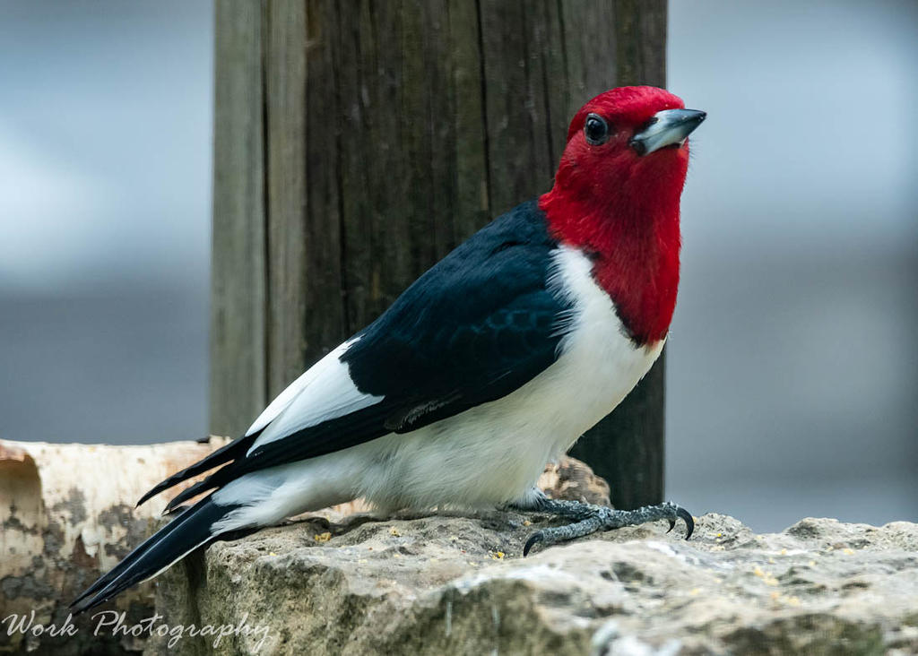 Redheaded Woodpecker