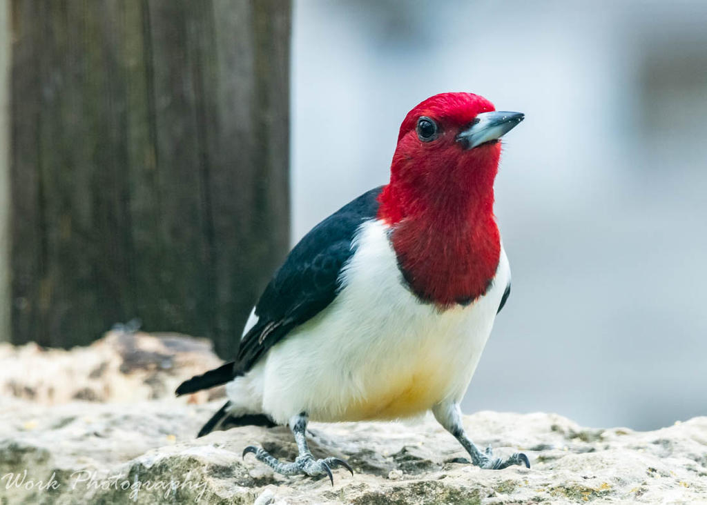 Redheaded Woodpecker