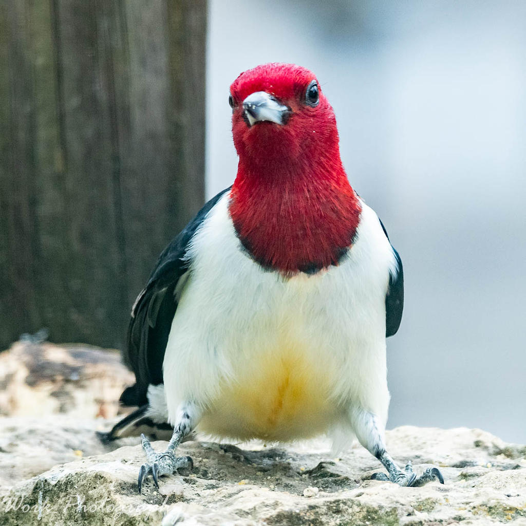 Redheaded Woodpecker