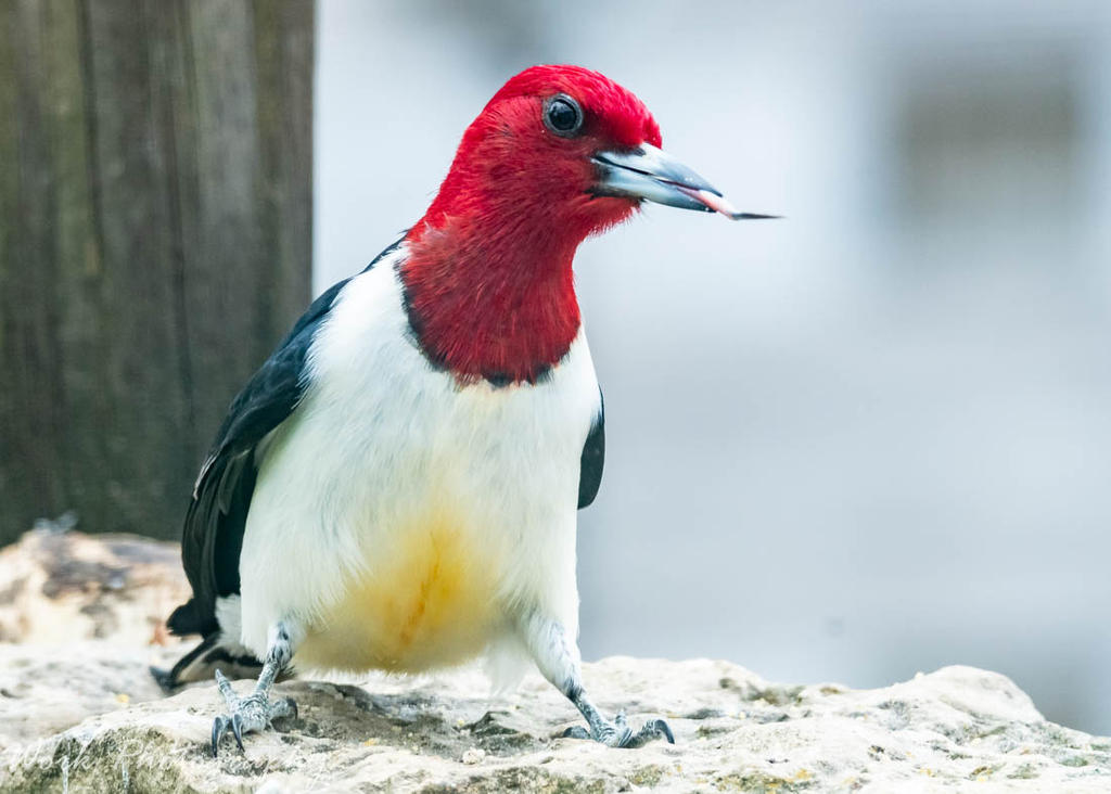 Redheaded Woodpecker