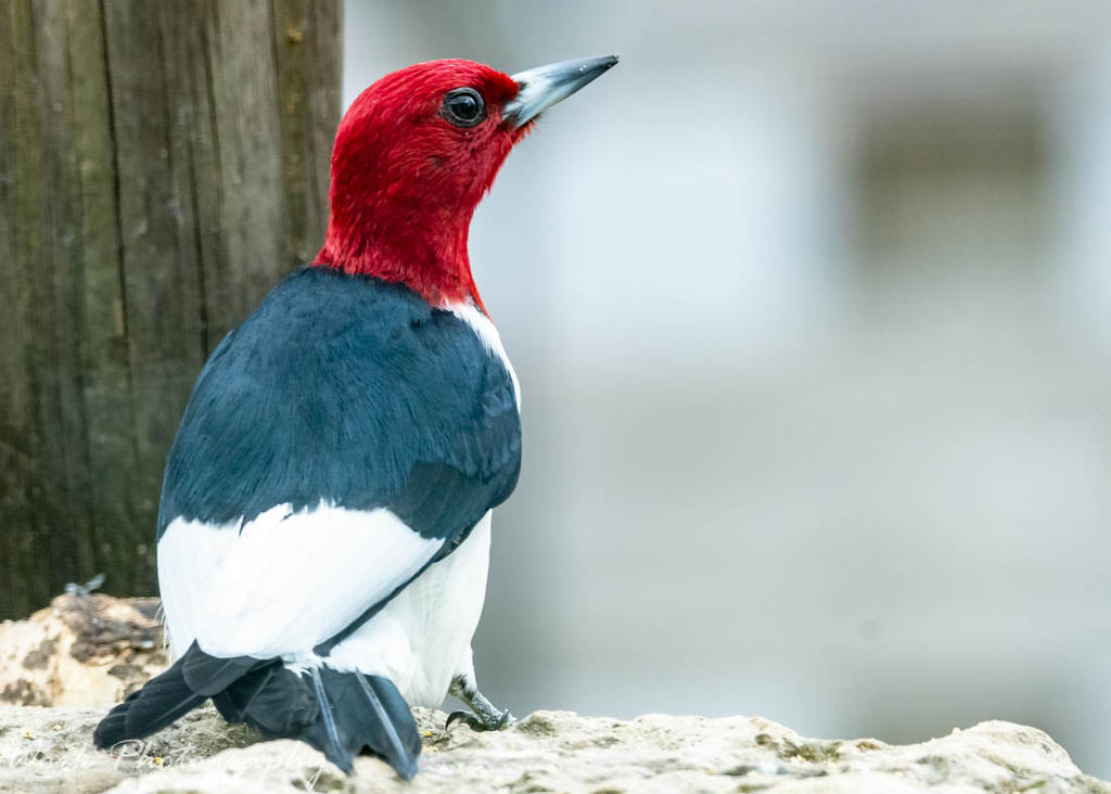 Redheaded Woodpecker