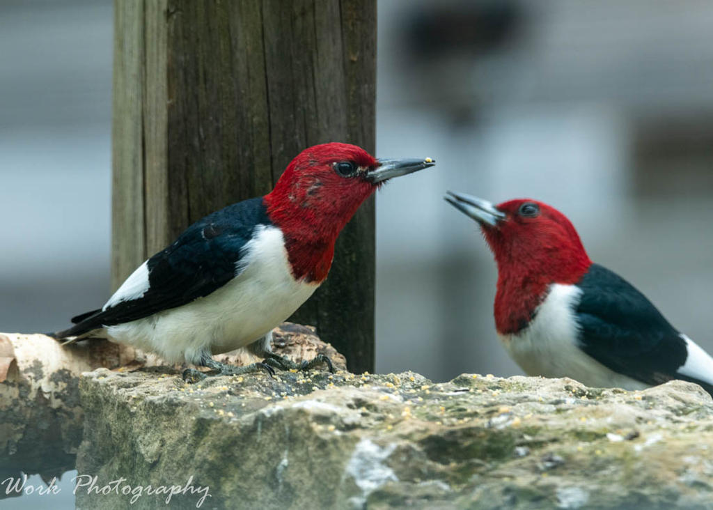 Redheaded Woodpeckers