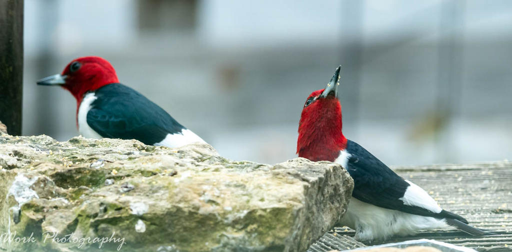 Redheaded Woodpeckers