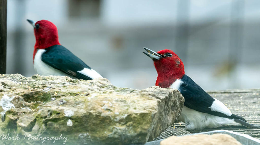 Redheaded Woodpeckers