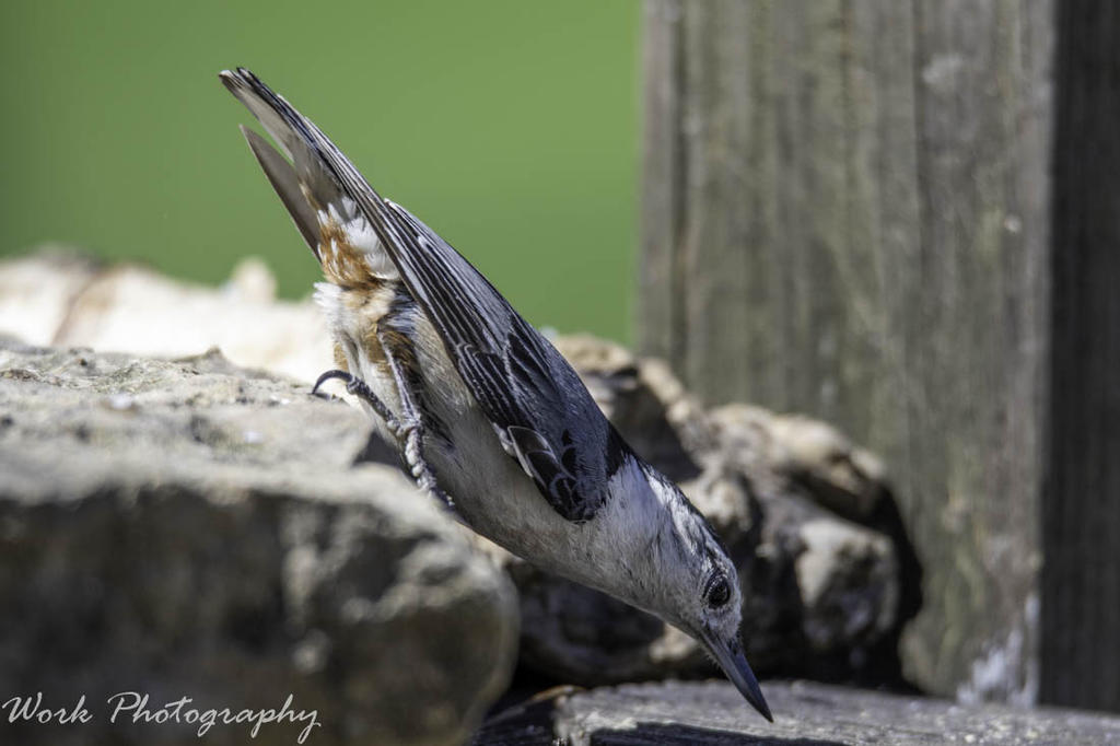 White breasted Nuthatch