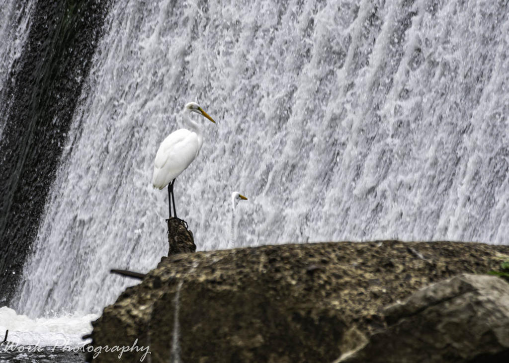 Great White Egret