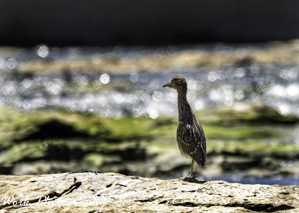 Juvenile Black Crowned Night Heron