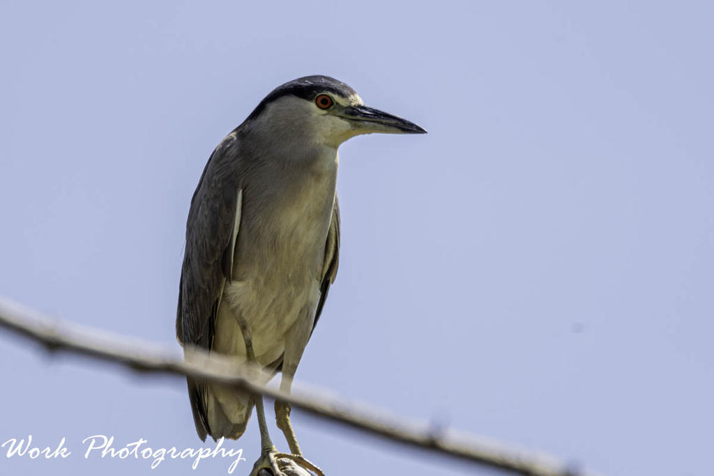 Black Crowned Night Heron