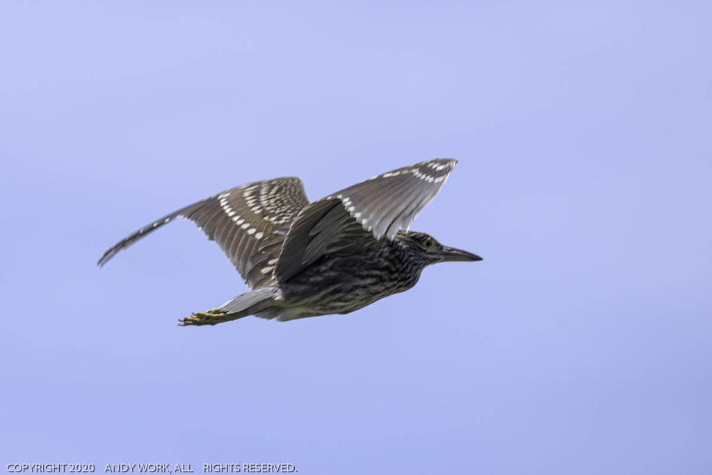 Juvenile Black Crowned Night Heron