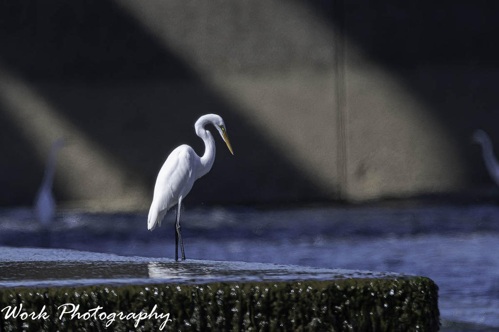 Great White Egret