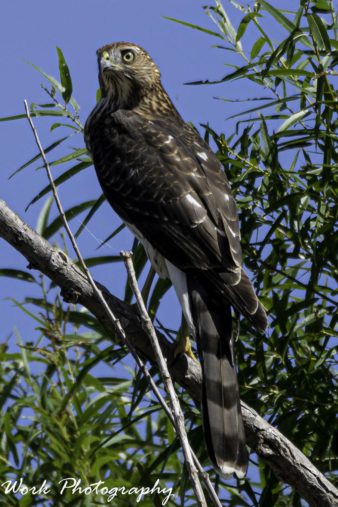 Sharp Shinned Hawk
