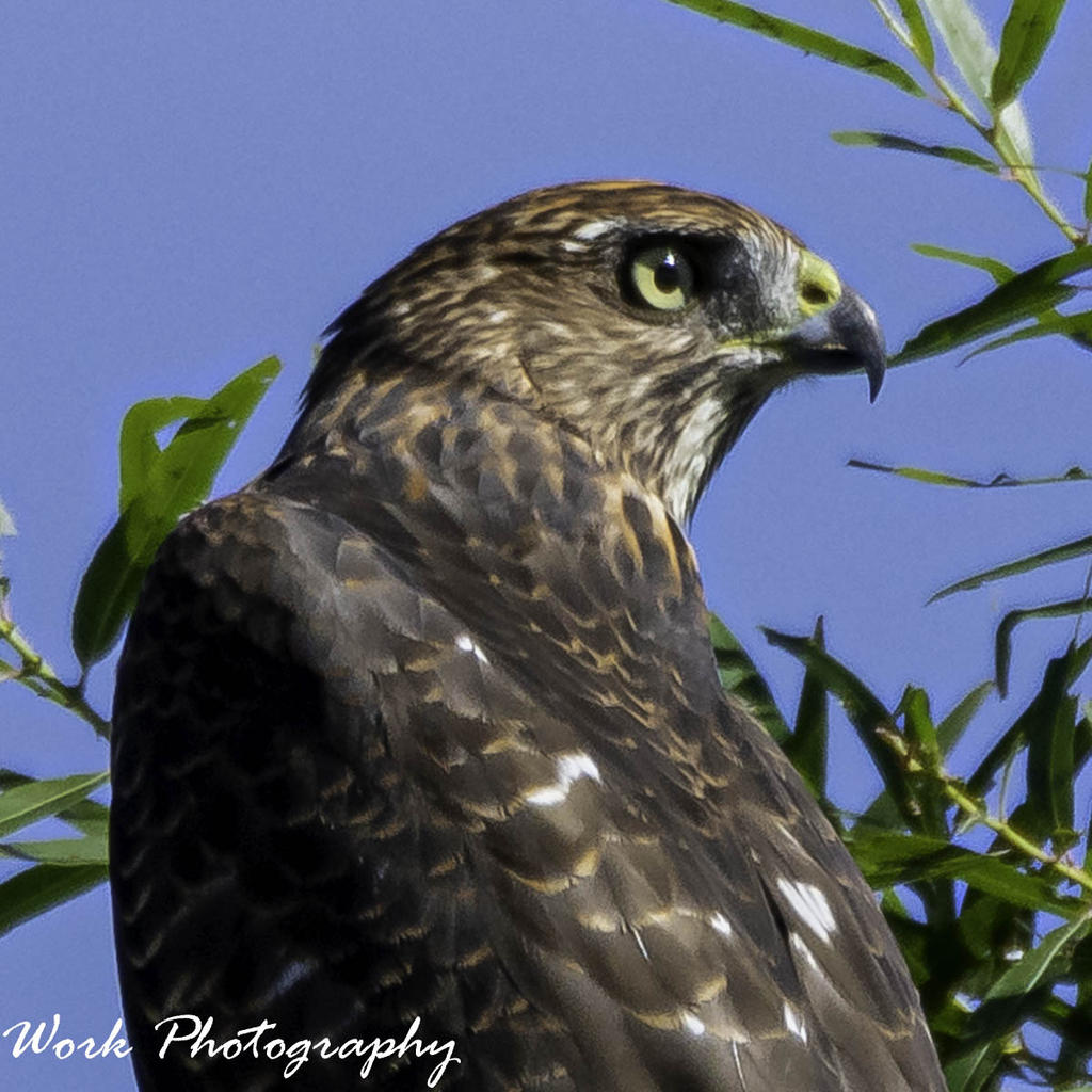 Sharp Shinned Hawk