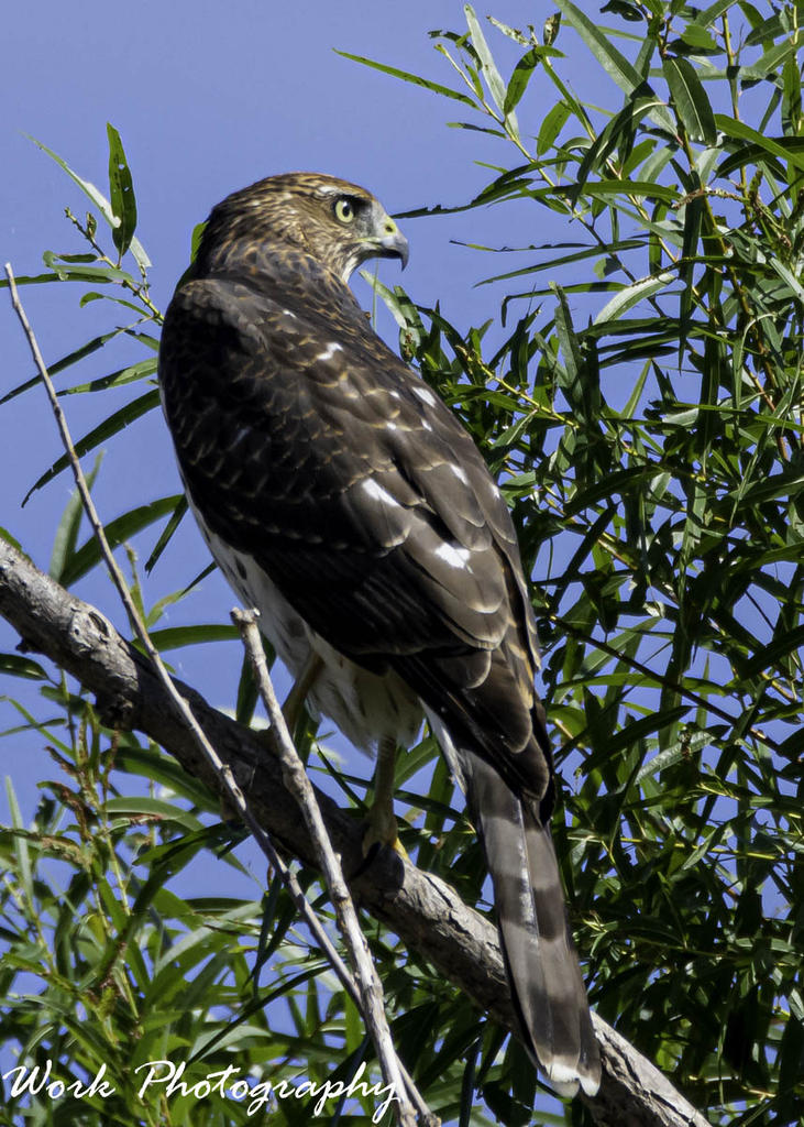 Sharp Shinned Hawk