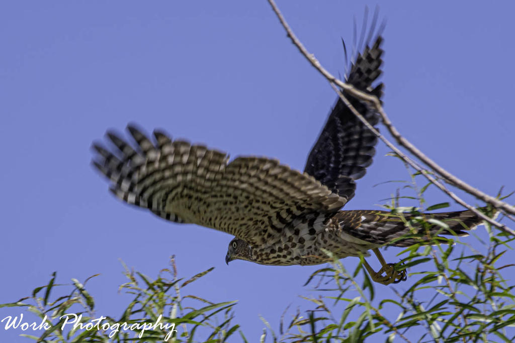 Sharp Shinned Hawk
