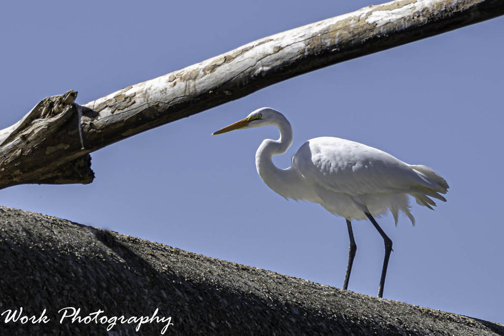 Great White Egret