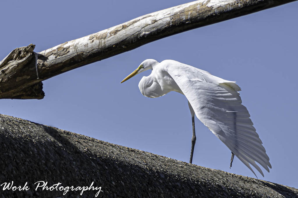 Great White Egret