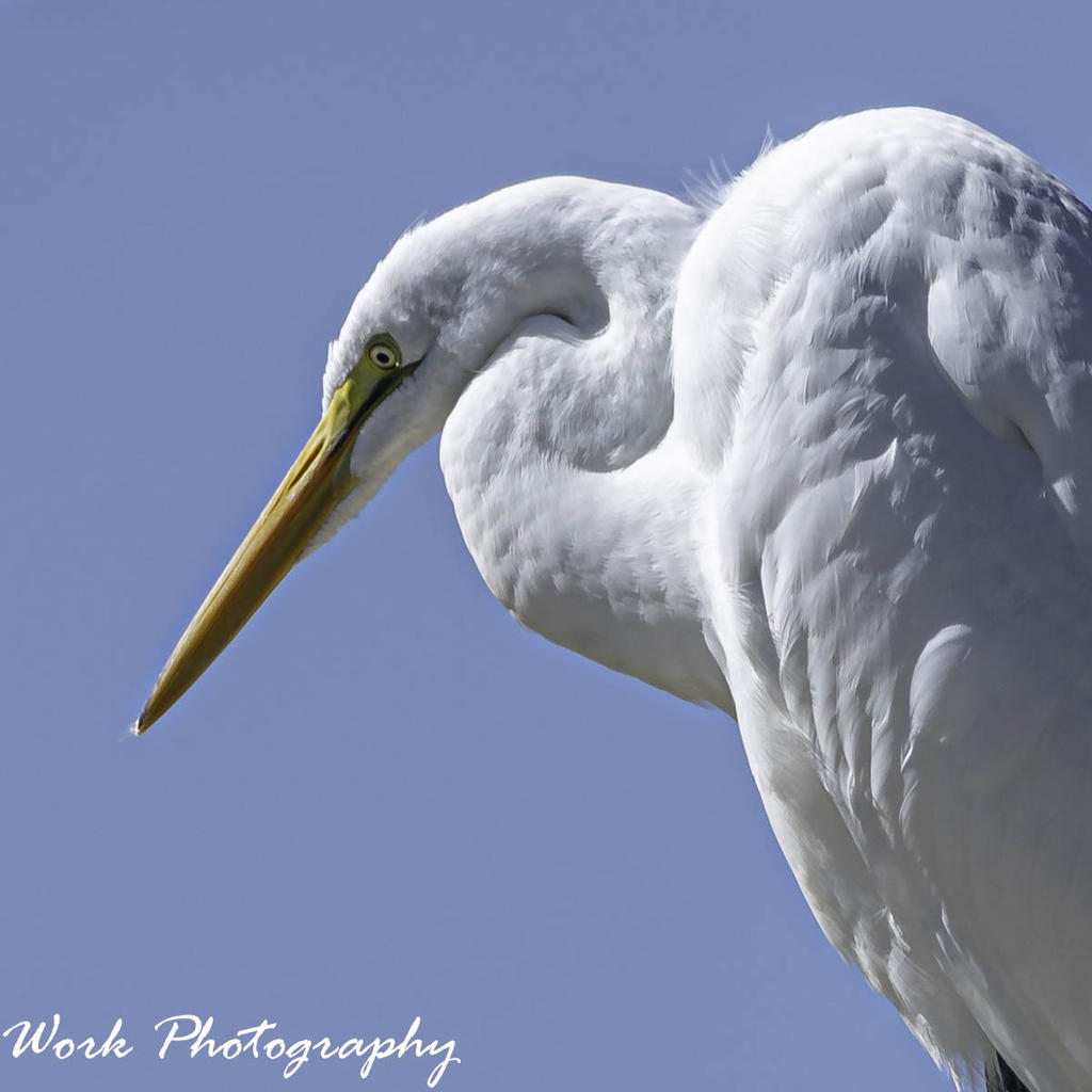 Great White Egret