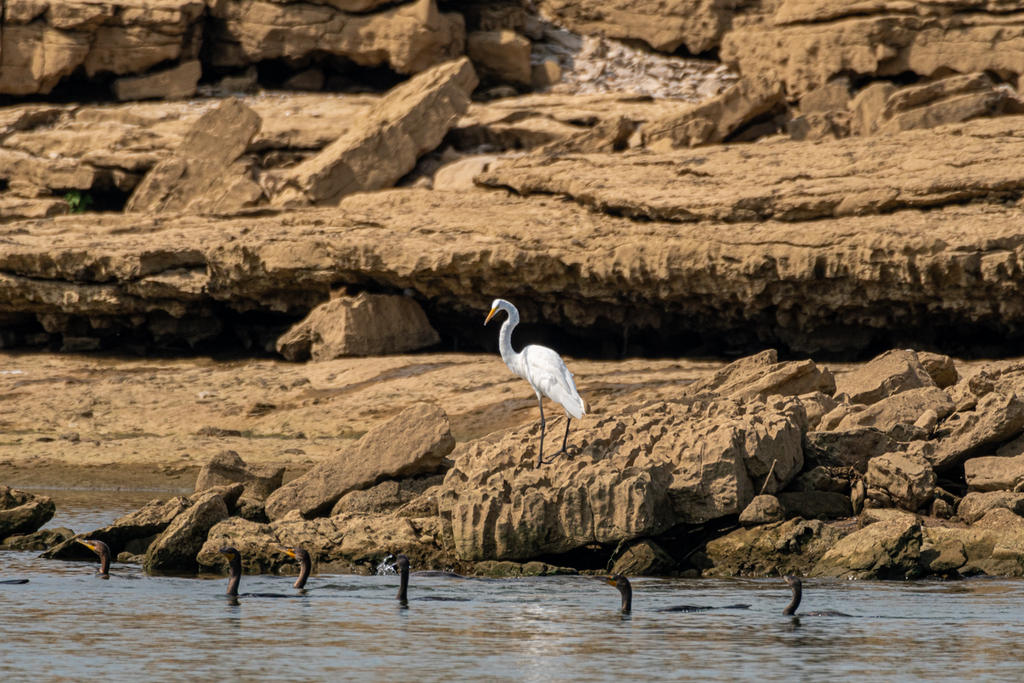 Great White Egret and Cormorants at the Falls of the Ohio