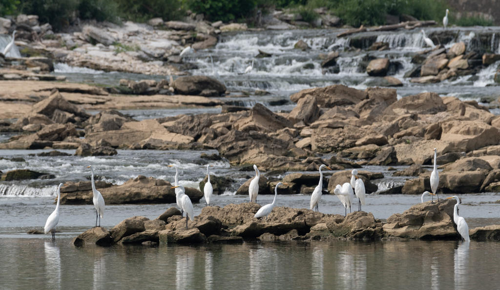 I believe there are 18 Great White Egrets in this photo.  This is part of a group of 50 or more.