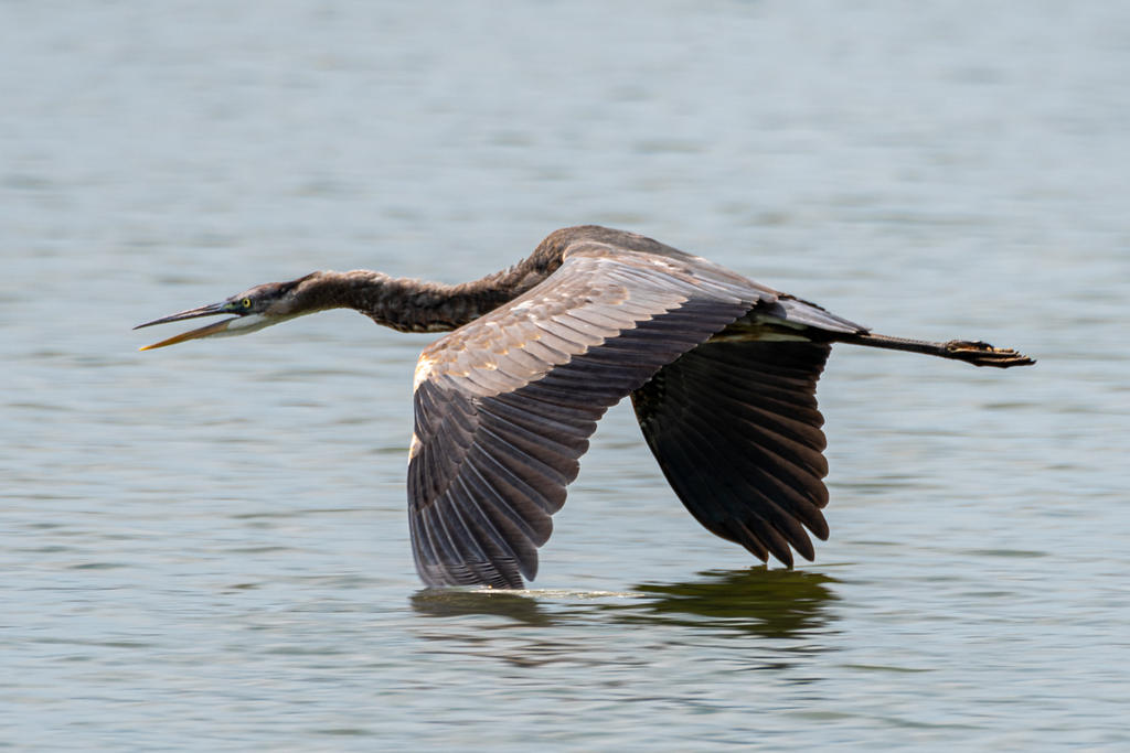 Great Blue Heron at the Falls of the Ohio