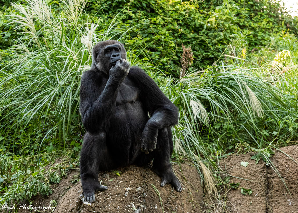 Louisville Zoo
