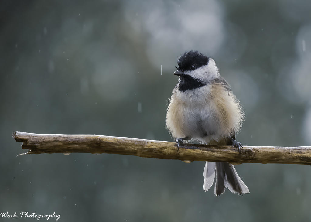 Chickadee