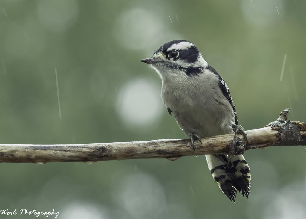 Hairy Woodpecker