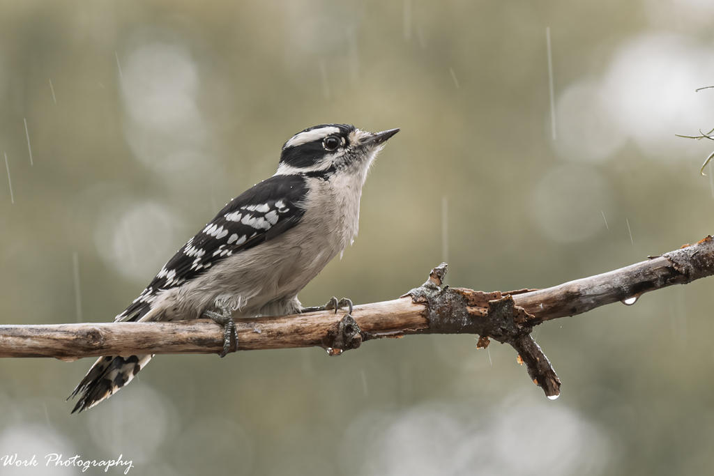 Hairy Woodpecker