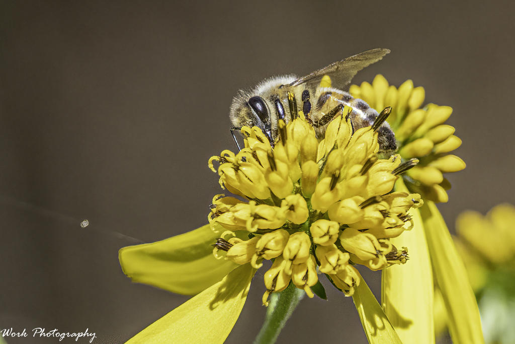 Honey Bee