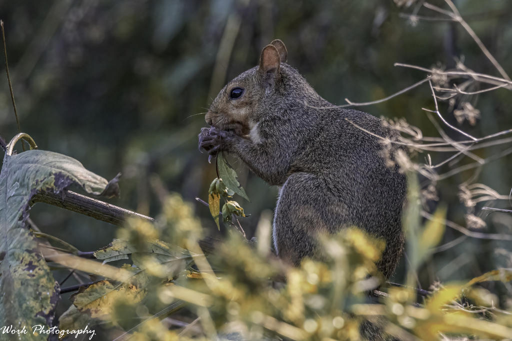 Squirrel - She doesn't see me.