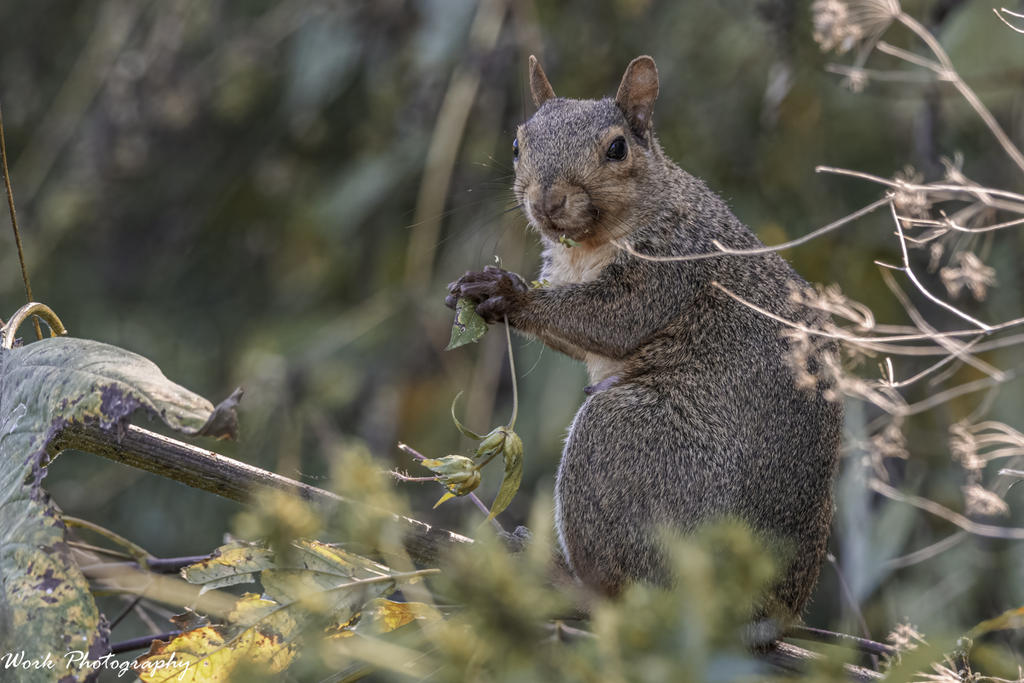 Squirrel - She sees me