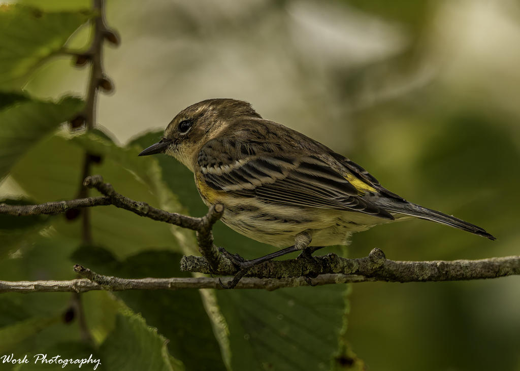 Yellow-Rumped Warbler