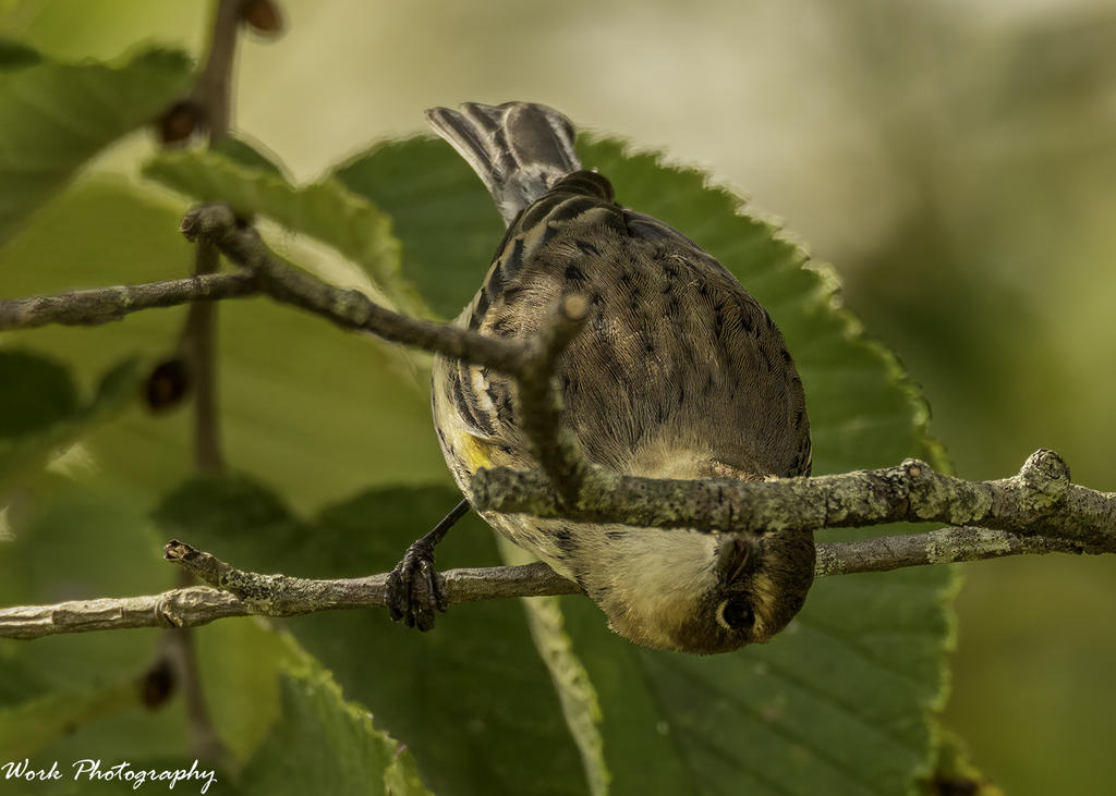 Yellow-Rumped Warbler